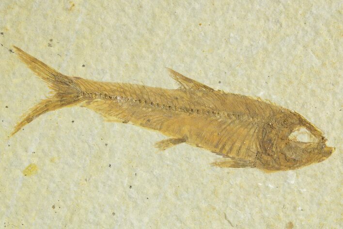Detailed Fossil Fish (Knightia) - Wyoming #363788